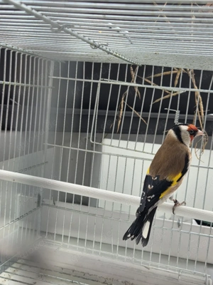 Stieglitz major Bild 10