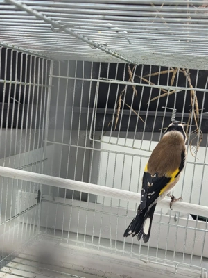 Stieglitz major Bild 9