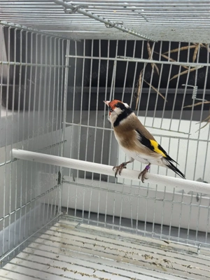 Stieglitz major Bild 8