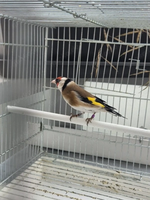 Stieglitz major Bild 7