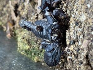 1,1 Schwarzer Laos-Skorpion Heterometrus laoticus Bild 2