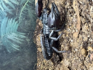 1,1 Schwarzer Laos-Skorpion Heterometrus laoticus Bild 3