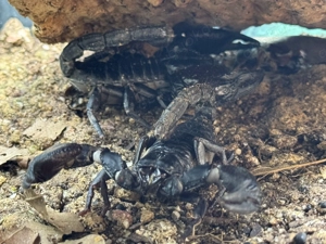 1,1 Schwarzer Laos-Skorpion Heterometrus laoticus