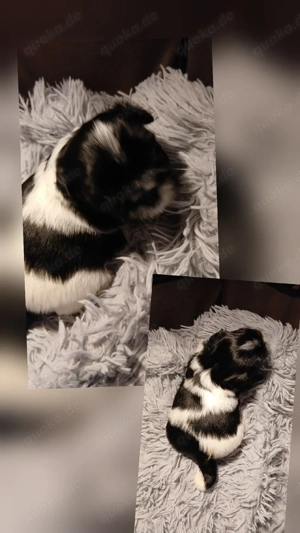 Welpen Shih Tzu 
