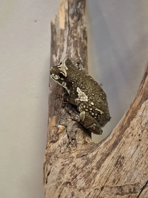 Baumhöhlen-Krötenlaubfrosch - Trachycephalus resinifictrix