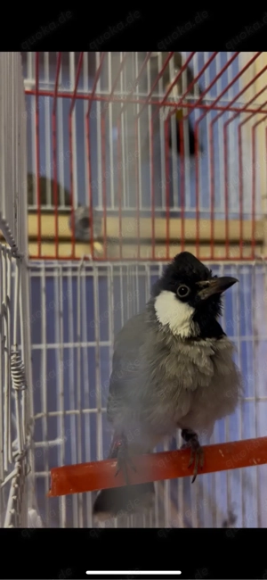 Weißohrbülbül Paar Irakisch mit Käfig