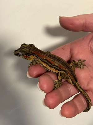 Rhacodactylus auriculatus