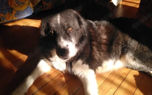 Traumhündin Gracia hofft auf ihre Chance