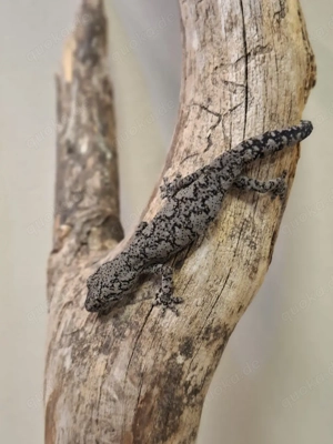 1.1. Strophurus intermedius Stachelschwanzgecko