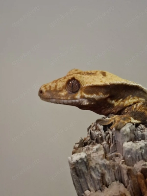 Correlophus ciliatus Lilly White Kronengecko  1.0 Pet only 