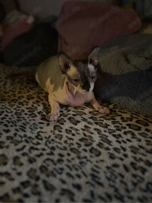 Canadian Sphynx Nacktkatze sucht neues zu Hause