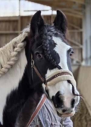 Reitbeteiligung für nette Tinkerstute on Pfungstadt gesucht!