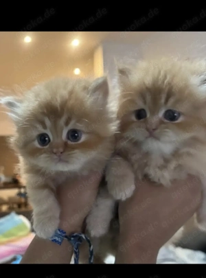Perser Kitten 