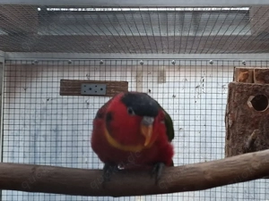 Grünschwanzlori Henne Bild 2