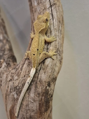 Correlophus ciliatus Kronengecko 0.0.1 Pet only