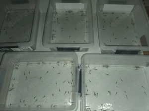 Axolotl Babies abzugeben Bild 3