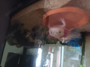 Axolotl Babies abzugeben Bild 2