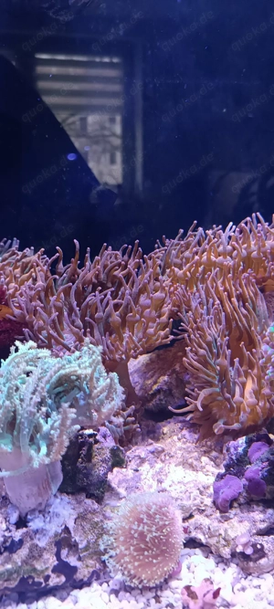 Quadricolor Anemone (tausch,verkauf)