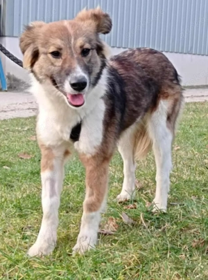 Flora sucht ein schönes Zuhause