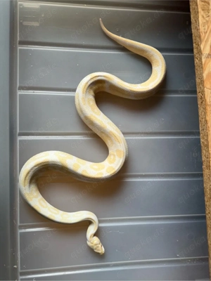 Königspython 1.1 Lavender und Albino het pied zusammen