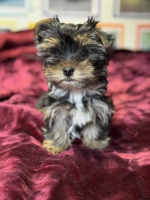 Yorkshire Terrier Welpen Weibchen Hündin Yorkie Jorki, Biewer-Chocolate