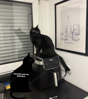 Wir suchen ein Katerchen 