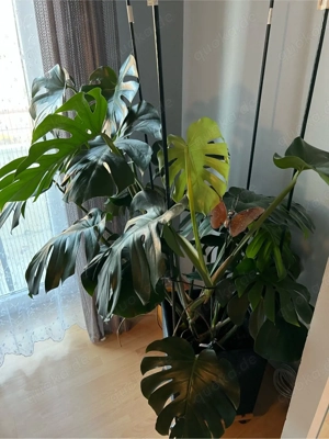 Zimmer Planze  (monsterea)