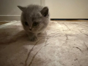 BKH Baby katzen 