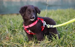 Ankommen, Vertrauen, Bleiben - Layla sucht ihre Menschen