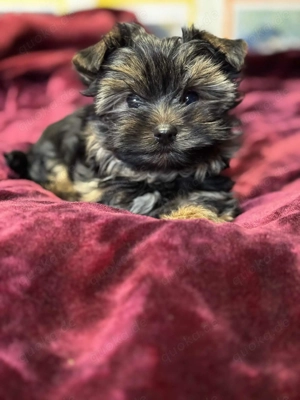 Yorkshire Terrier Welpe Rüde Männchen Yorkie Jorki, Biewer-Chocolate