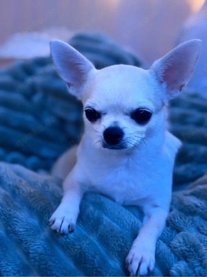 Chihuahua Hündin 