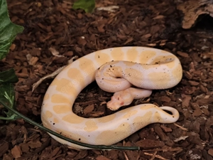 3 Königspythen suchen ein neues Terrarium 1.2