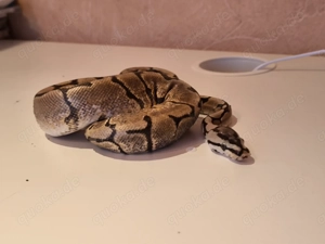 2x (1.1) Königspythons Python regius suchen ein passendes Terrarium 