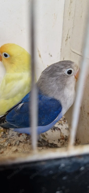 Unzertrennliche (Agaponiden) Pfirsichköpfchen zu verkaufen!