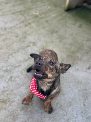 Bea sucht ihr für immer Zuhause 