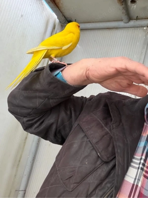 zigensittiche handzzahme mänlich