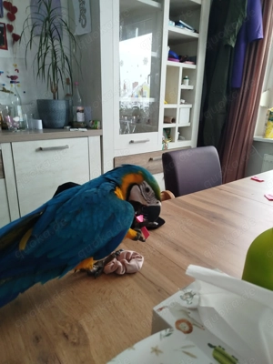 Gelbbrustara 0,1 sucht neues liebevolles Zuhause 