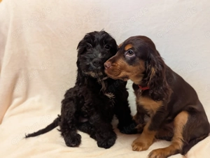 Hübsche Cockapoowelpen  ( komplett für ein Jahr geimpft)