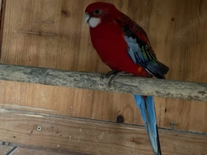 Prachtrosella paar Bild 2