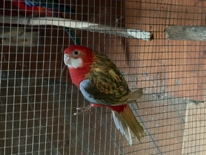 Prachtrosella 1,0. 0,1.