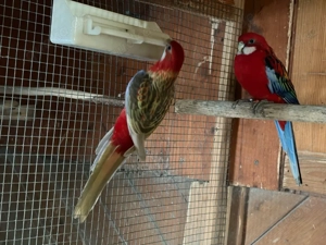 Prachtrosella paar Bild 3