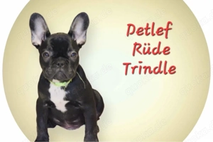 Französische Bulldoggen auszugsbereit 