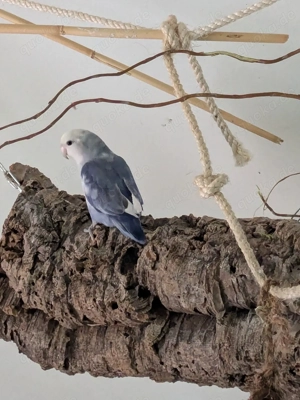 Rosenkopfhenne sucht neues Zuhause 