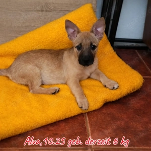 4 charmante Welpen (gechipt geimpft) suchen ein liebevolles Zuhause 