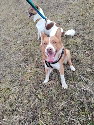 Romeo (geb. ca. 12 2024) lebt im Tierheim in  Bosnien und sucht ein Zuhause