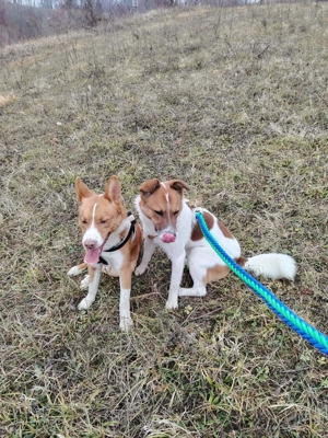 Romeo (geb. ca. 12 2024) lebt im Tierheim in  Bosnien und sucht ein Zuhause Bild 9
