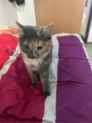 Luna sucht ein neues Zuhause