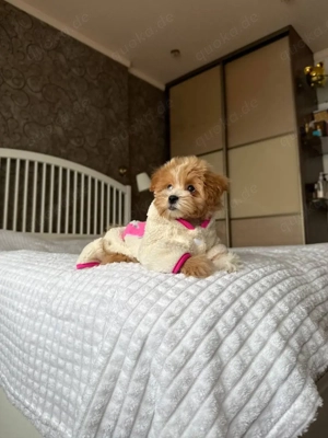 Entzückende Maltipoo-Welpen