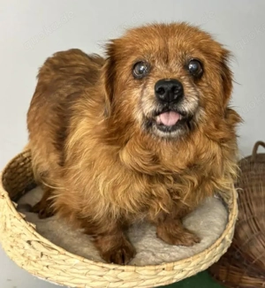 Zuckersüsse kleine, verwaiste Omi Nonna