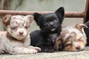 Chihuahua-Welpen suchen ein neues Zuhause